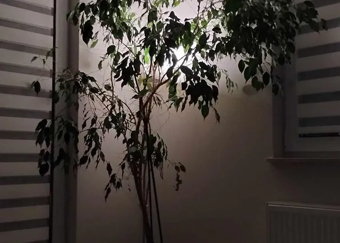 Apartament Zielone Zamienie